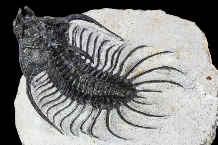 Bargain Quadrops Trilobite - Ofaten, Morocco #107001